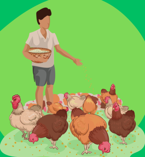 Is Chicken Farming Profitable in Kenya?