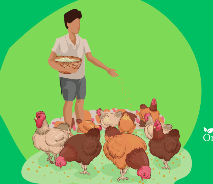 How to Start Poultry Farming in Kenya [Full 2024 Guide]