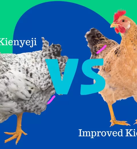 Types of Chicken Feed in Kenya [For Every Age]