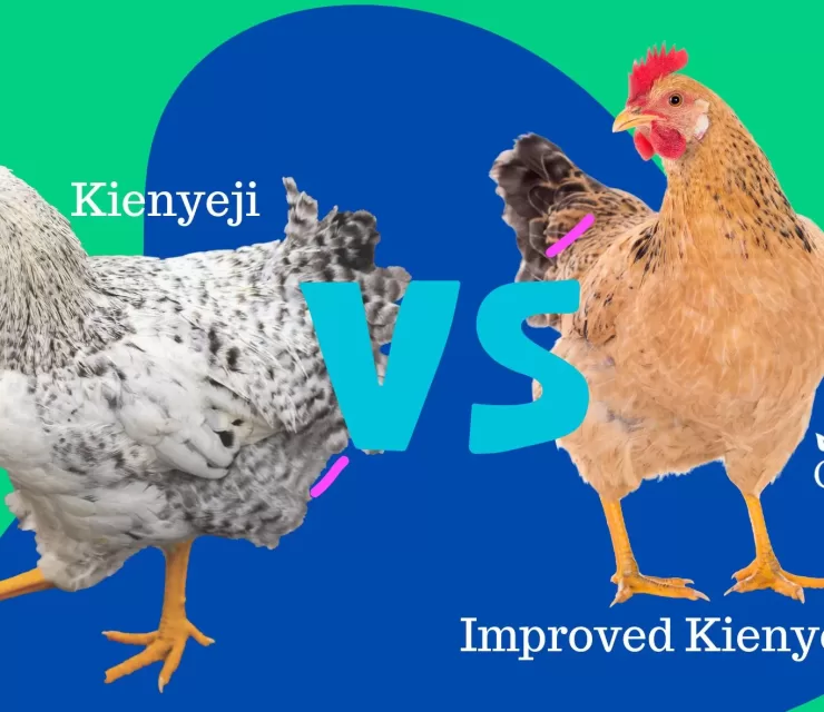 Main Differences Between Kienyeji and Improved Kienyeji Chicken